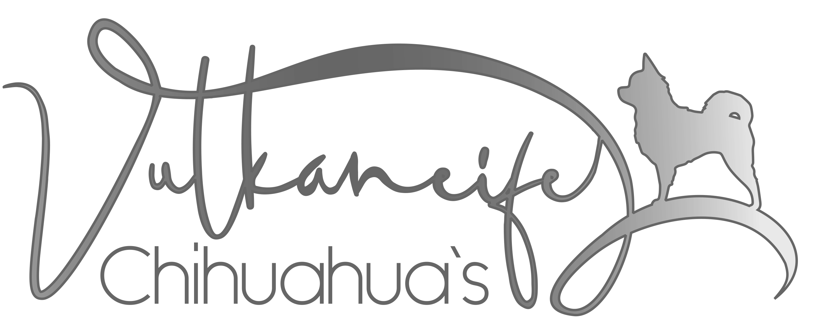 Vulkaneifel Chihuahuas - Herschbroich